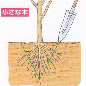 花木 庭木の植え替え 根回し 根切りのやり方 今日から始めるガーデニング